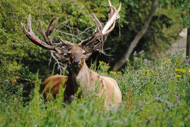 benefits of deer velvet antler