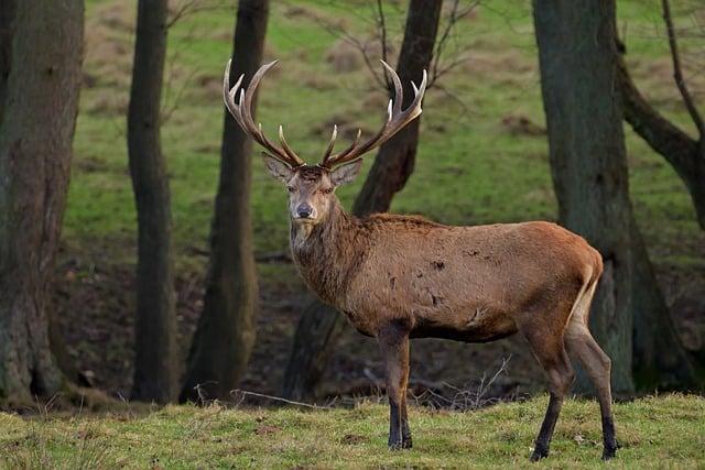 best deer hunting bow for beginners