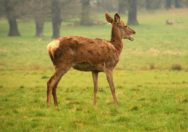 choosing your blind or stand location