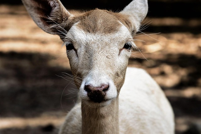 deer antler scoring