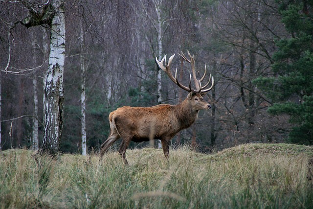 deer antler supplements