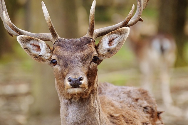 deer antler velvet