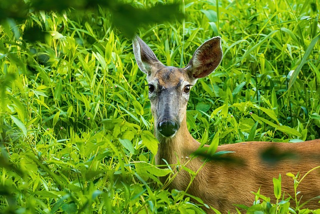 deer hunting tips