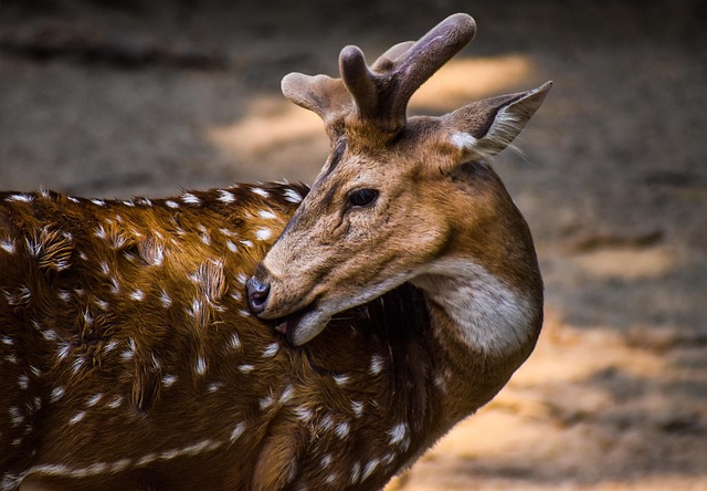 deer hunting tips for beginners
