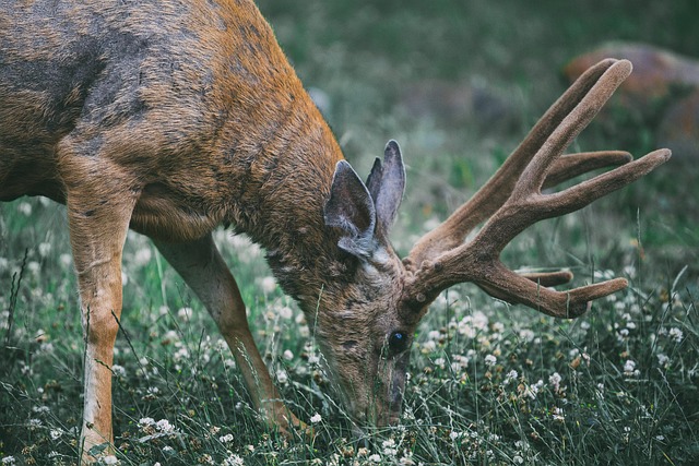deer hunting with a doe decoy