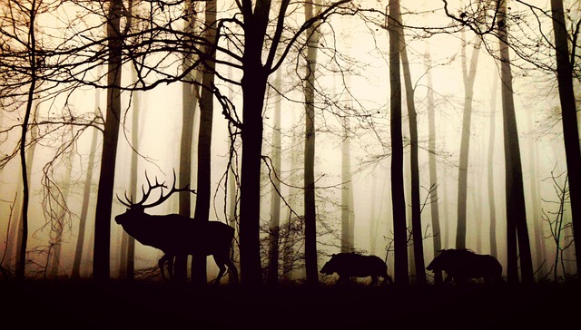 find trophy bucks bedding areas