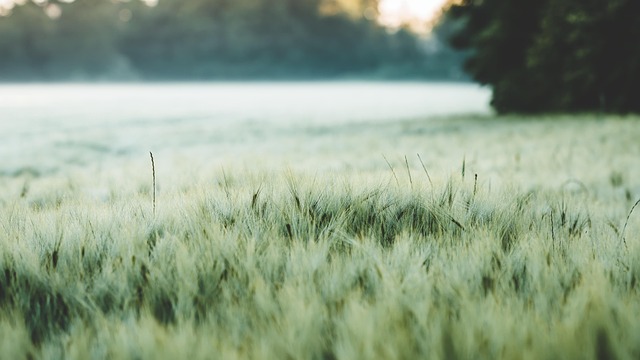 food plots