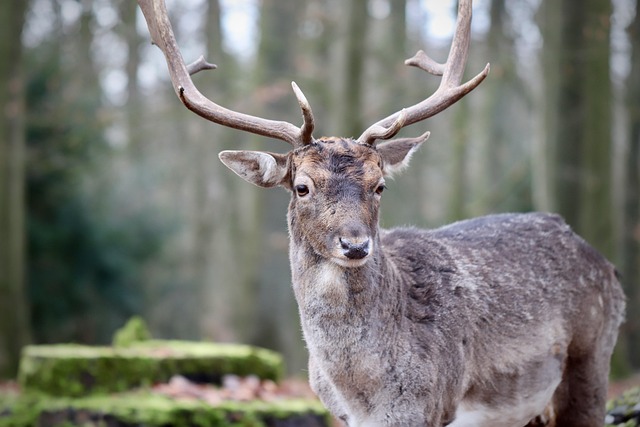 how much wind is too much for deer hunting