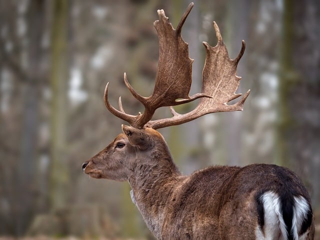 how to hunt for a trophy buck