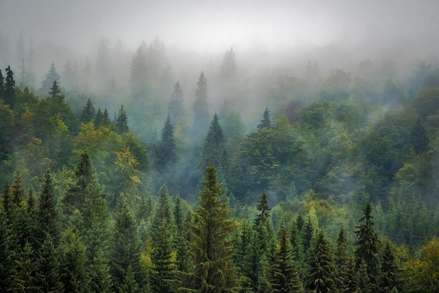 how to hunt scent free