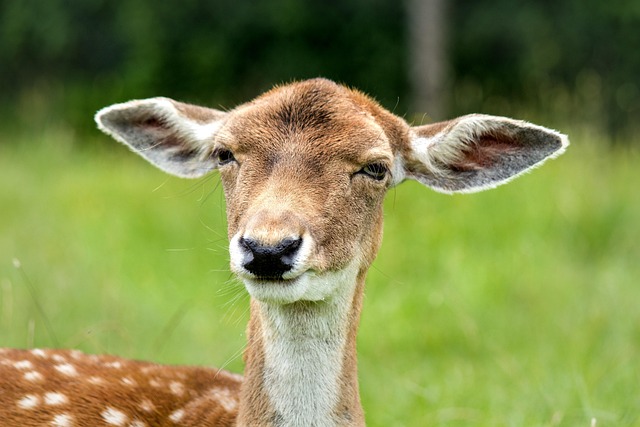 how to mount deer antlers