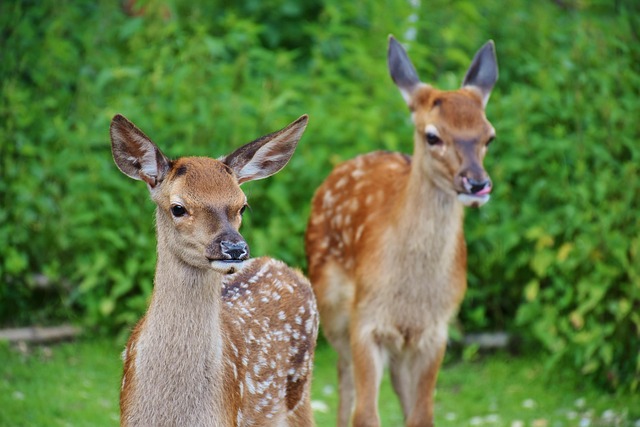how to track a wounded deer