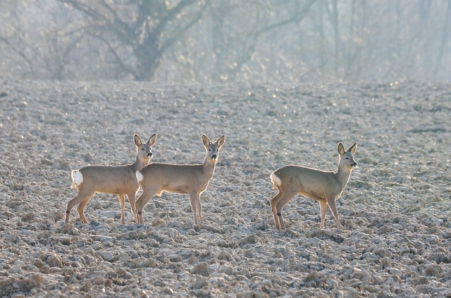 hunting blind buyers guide