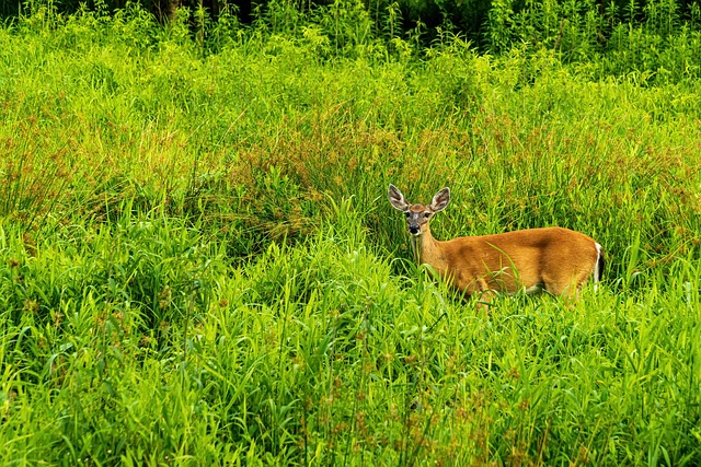 moon phase for deer hunting