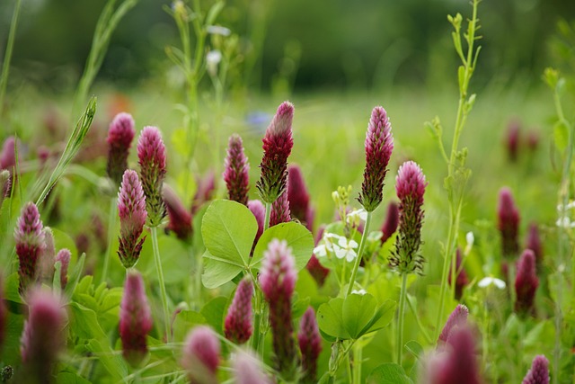 planting food plots for deer