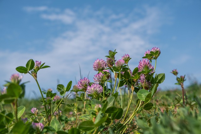 preparing food plots