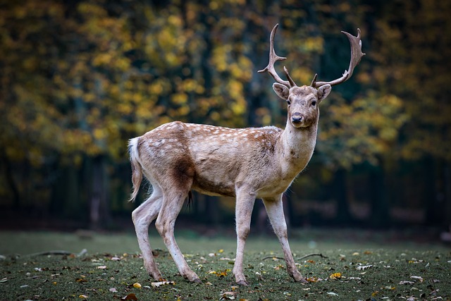 rattling antlers