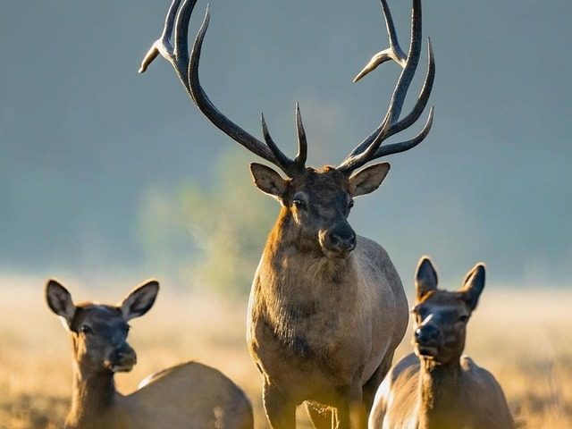 the 45 colt for deer hunting
