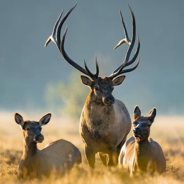 the 45 colt for deer hunting