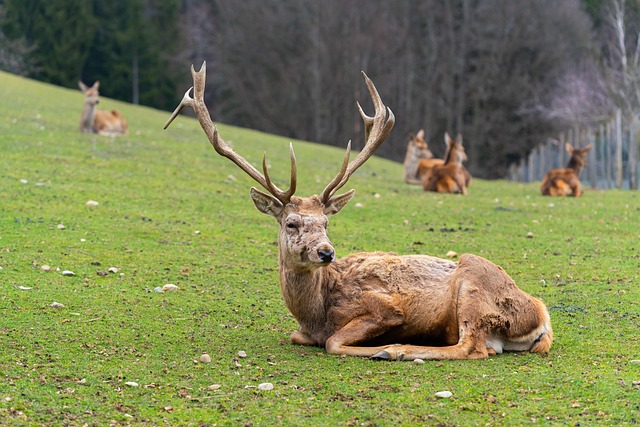 the only 3 places to hunt