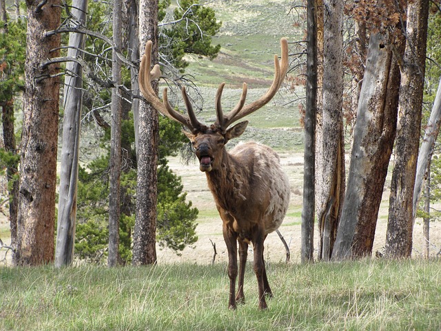 the top 5 best scent killers for deer hunting