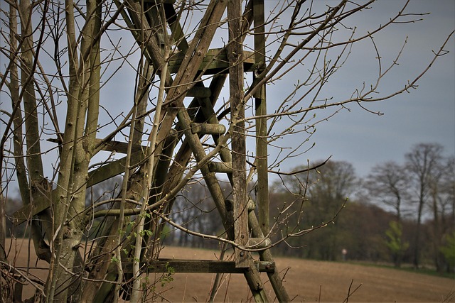 tree stand roof