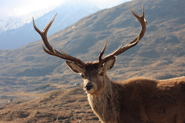 trophy buck secrets