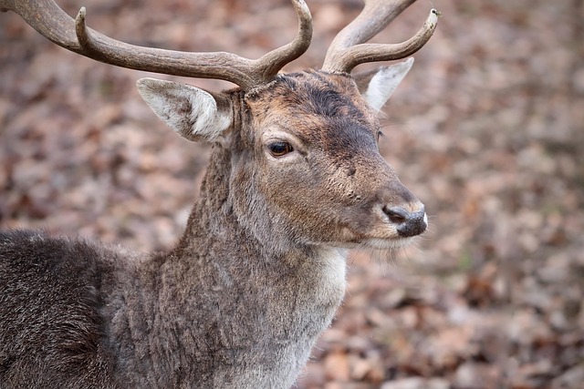 velvet antler products