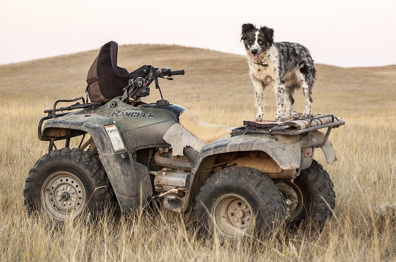 ATV parked in a pasture with a farm dog on the rack