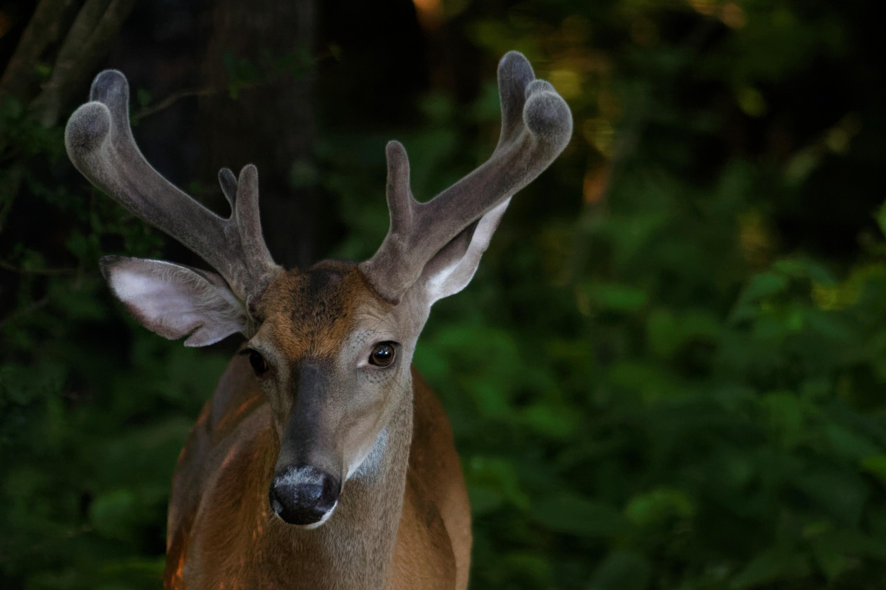 Close-up of a mature whitetail buck's antlers