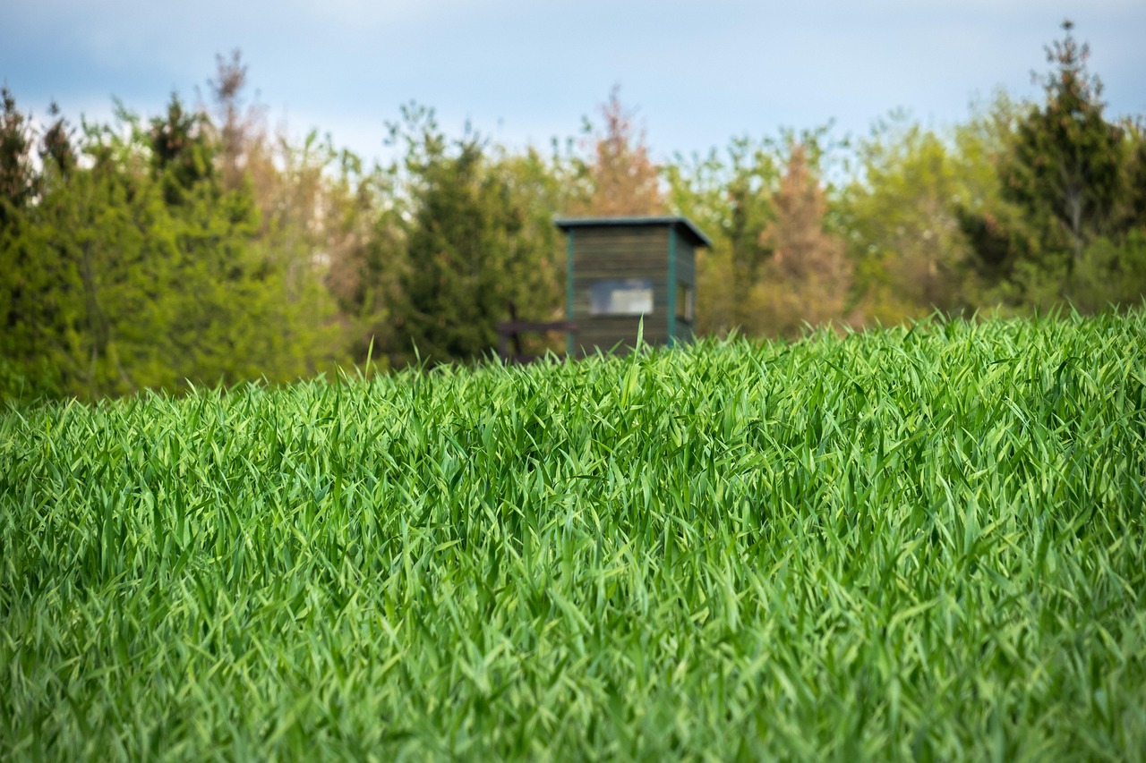 Elevated deer blind overlooking a young barley field