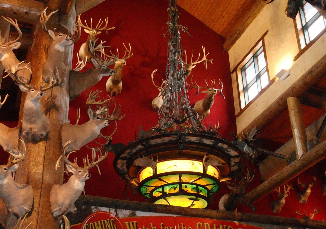 Hunting lodge interior with an antler chandelier and mounted deer heads