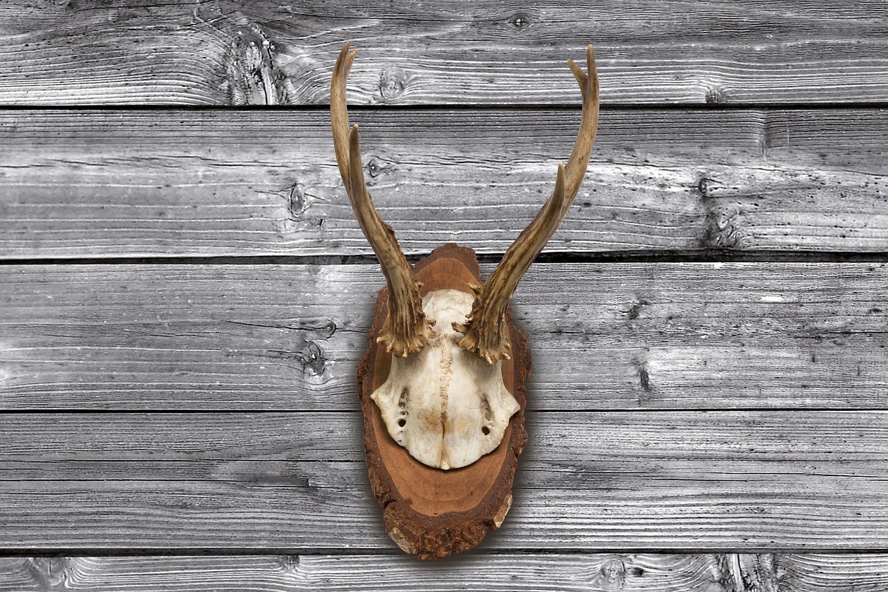 Deer antlers mounted on a wooden plaque on a grey board wall