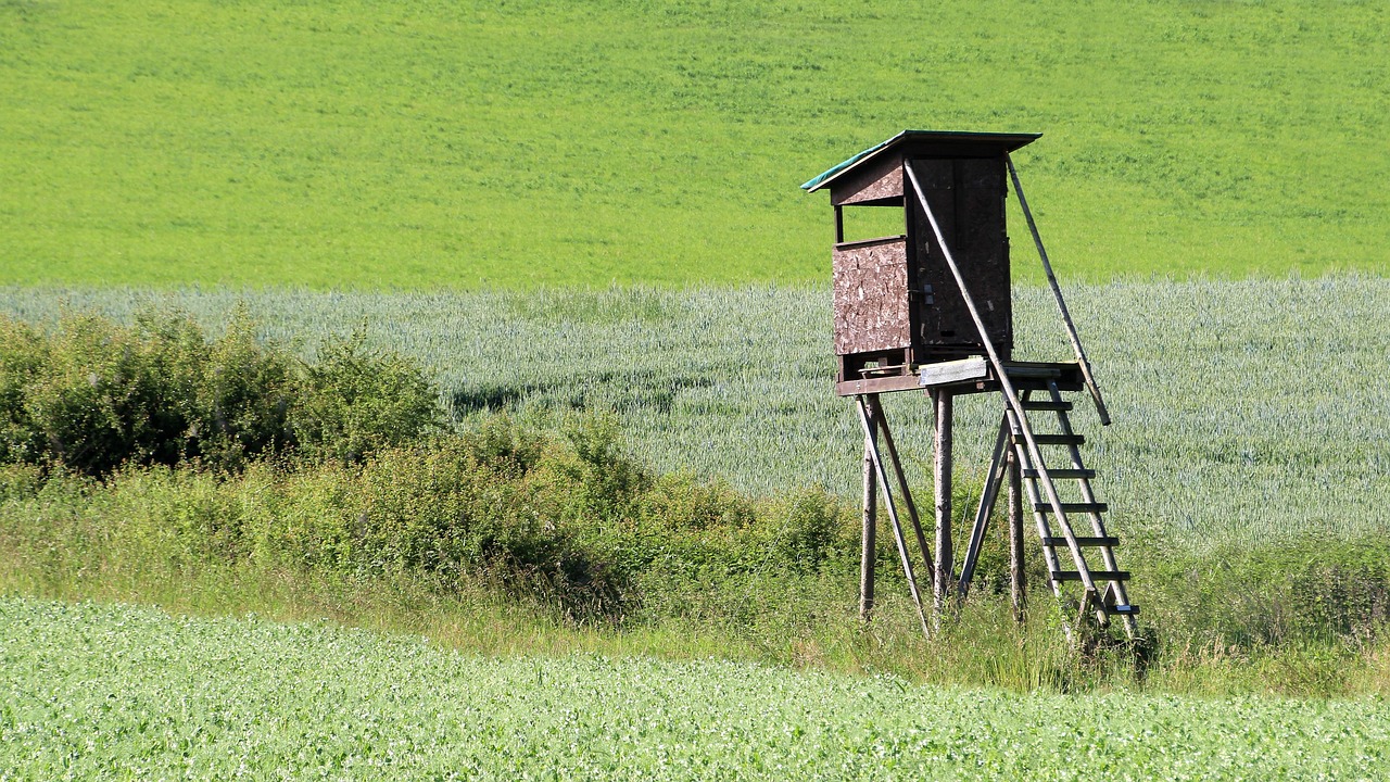 Elevated hunting blind beside a green field in summer