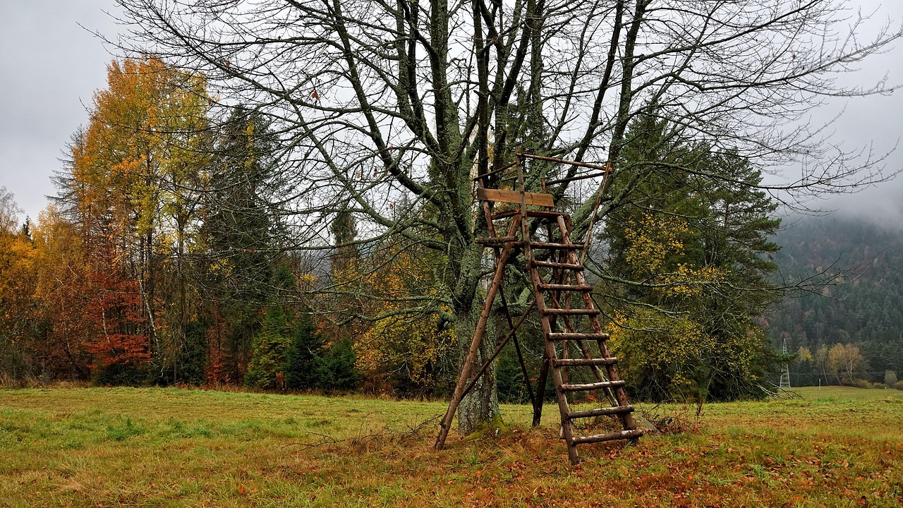 Ladder stand set up under a tree at the edge of an autumn meadow