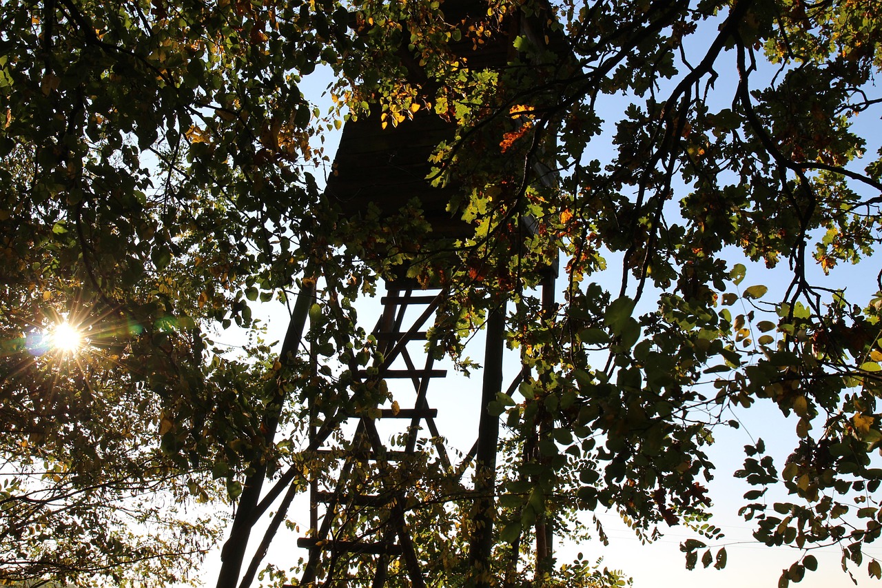 Ladder tree stand leaning against a tree in autumn light