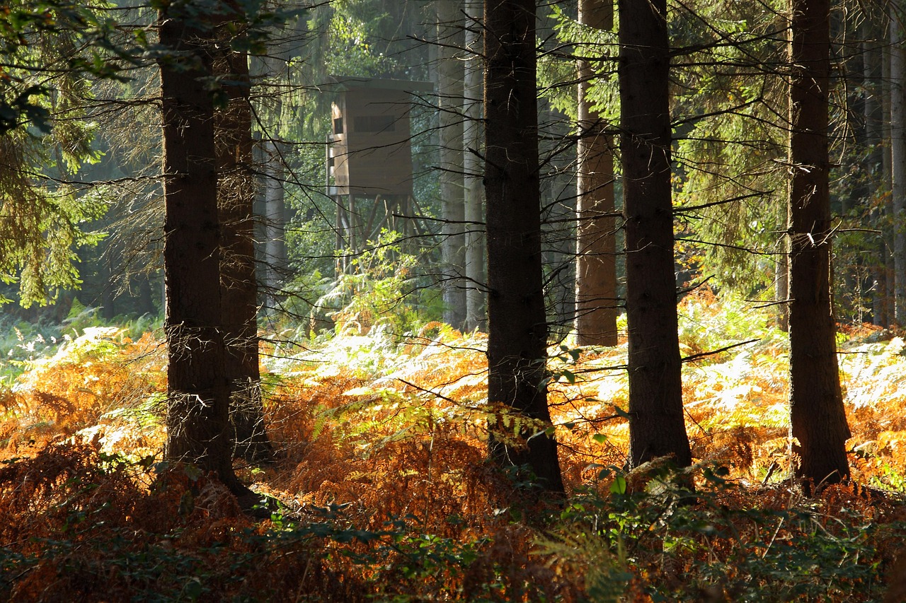 Hunting stand hidden among sunlit trees in natural forest cover