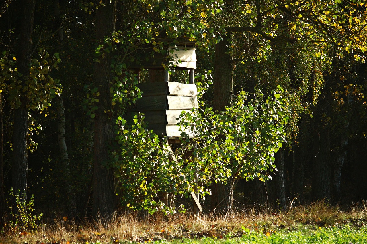 Hunting stand concealed in dense green tree foliage