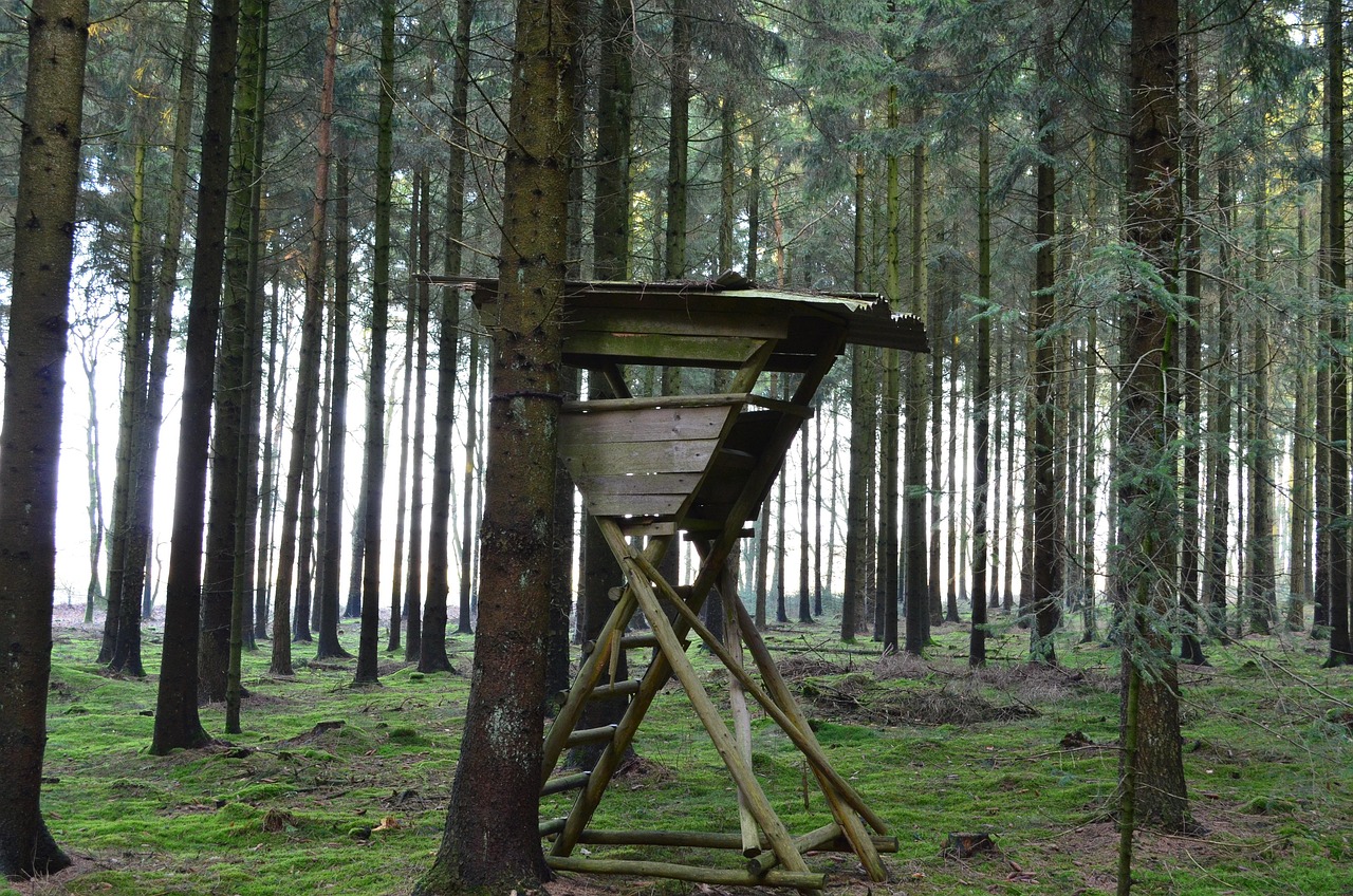 Open platform tree stand with a wooden ladder in a pine forest