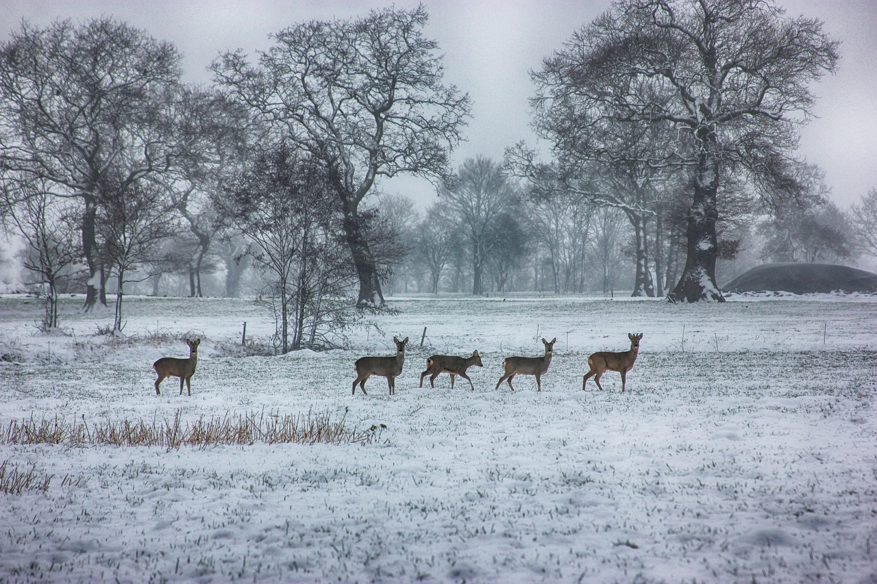 Deer standing in a snow-covered field in winter